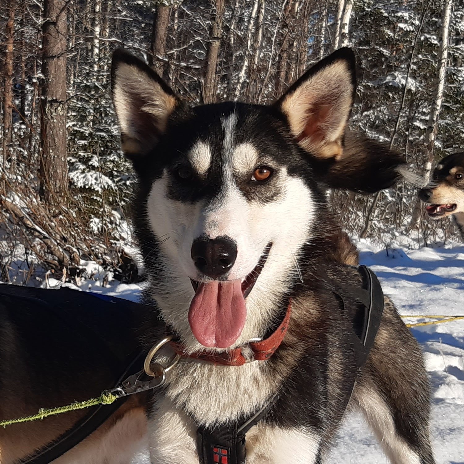 Get to know our huskies Yellow Snow Husky Tours