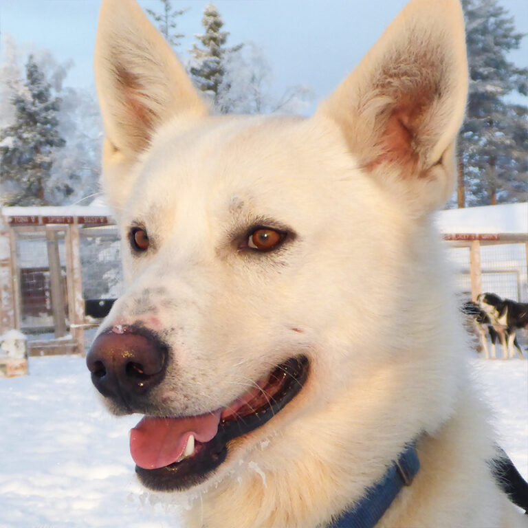 Get to know our huskies Yellow Snow Husky Tours