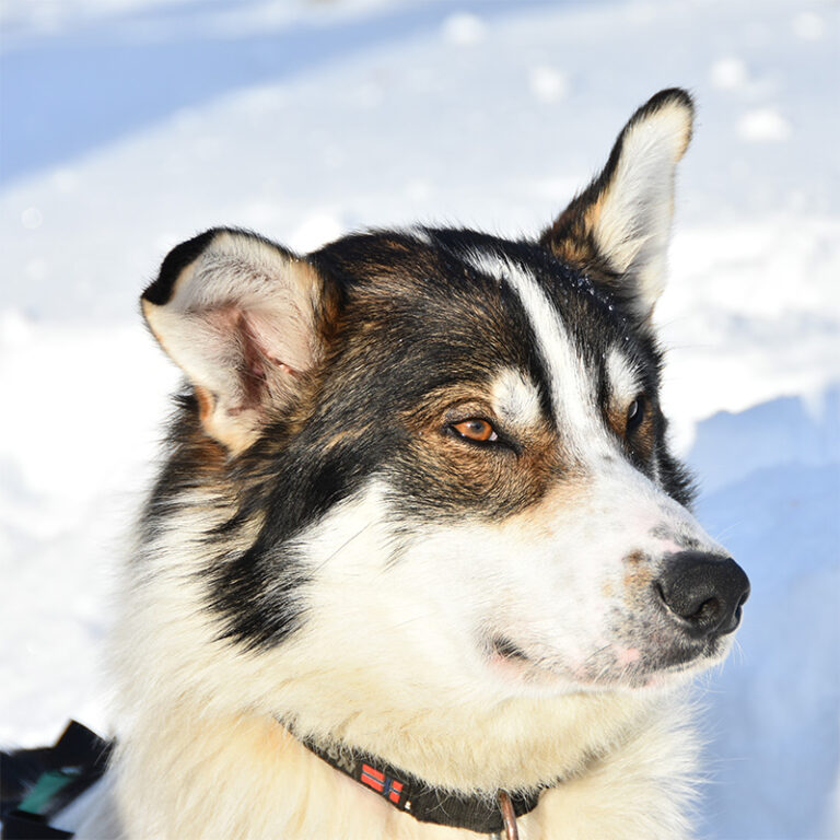 Our Huskies Yellow Snow Husky Tours