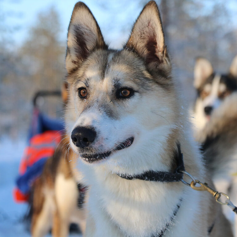 Get to know our huskies - Yellow Snow Husky Tours