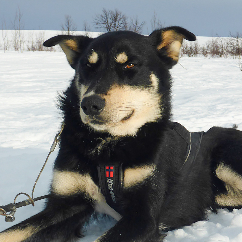 Black store tan husky