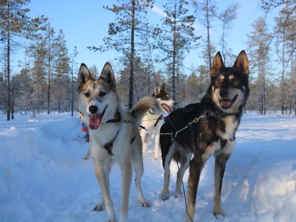 why do huskies make good sled dogs