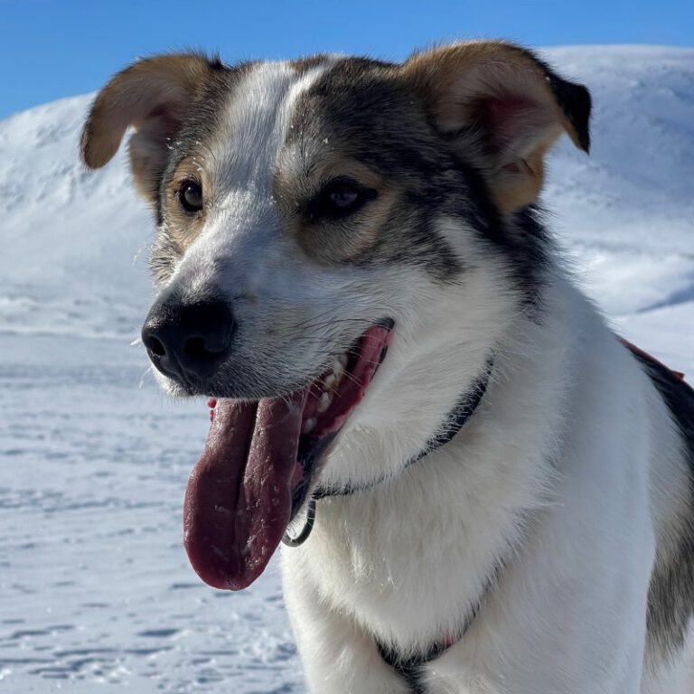 Get to know our huskies Yellow Snow Husky Tours